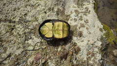 Kinosternon sonoriense