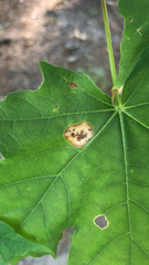 Acericecis ocellaris