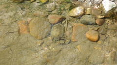 Kinosternon sonoriense