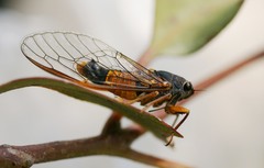 Yoyetta landsboroughi