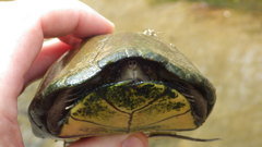 Kinosternon sonoriense