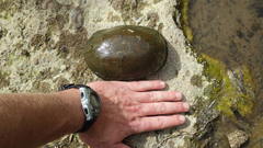 Kinosternon sonoriense