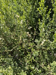 Lonicera subspicata subspicata