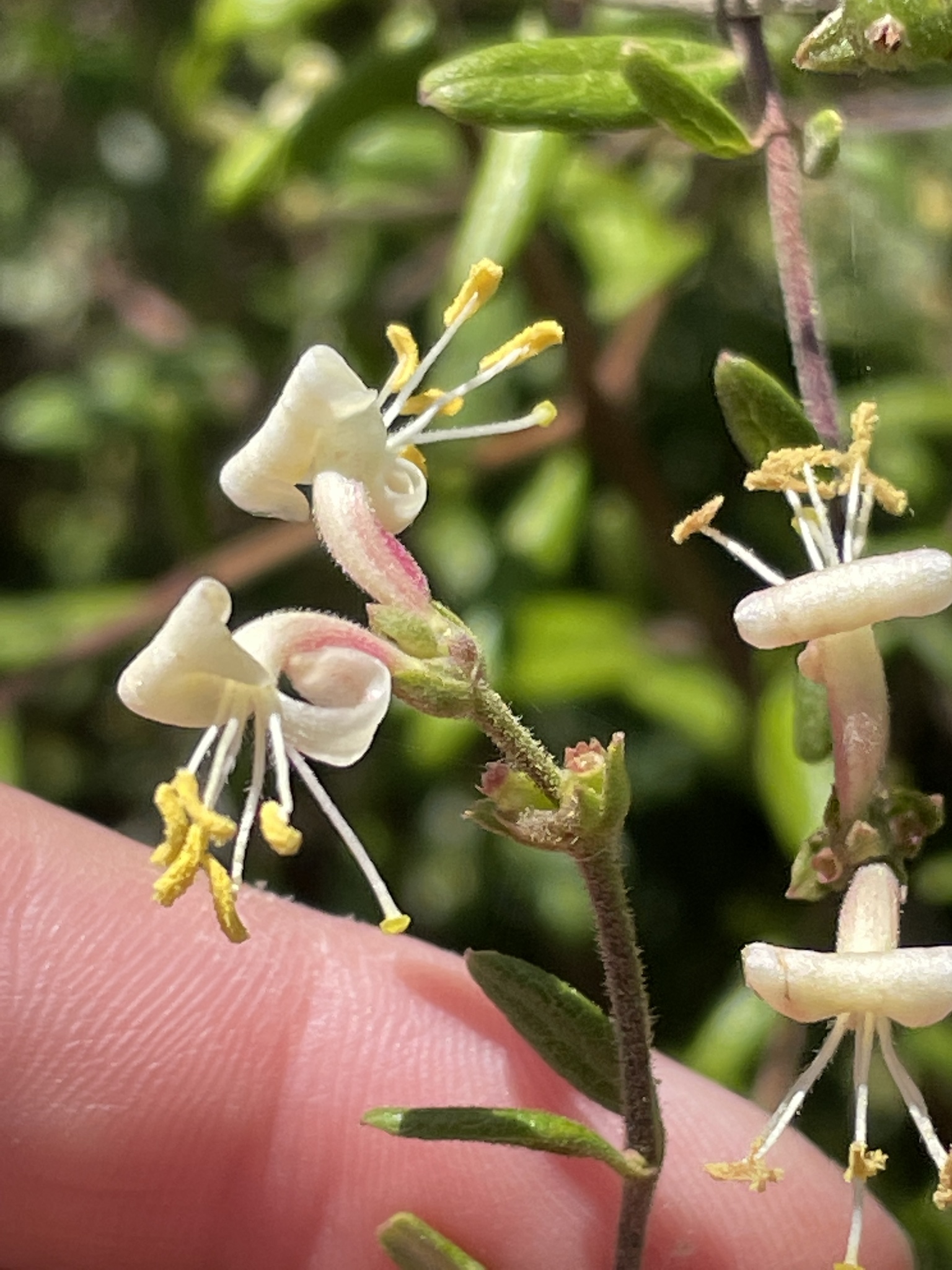 Lonicera subspicata var. subspicata