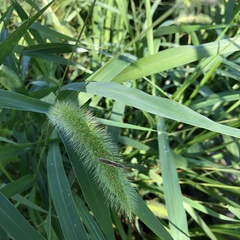 Leptocorisa chinensis