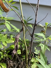 Magnoliopsida