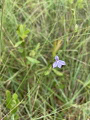 Lobelia nuttallii