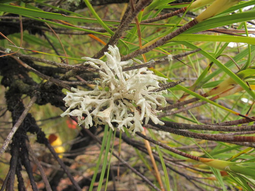Ramalina inflata ssp. inflata image