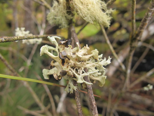 Ramalina inflata ssp. inflata image