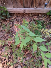 Ulmus pumila