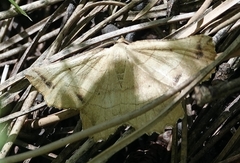 Euchlaena johnsonaria