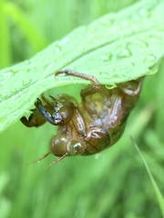 Graptopsaltria nigrofuscata