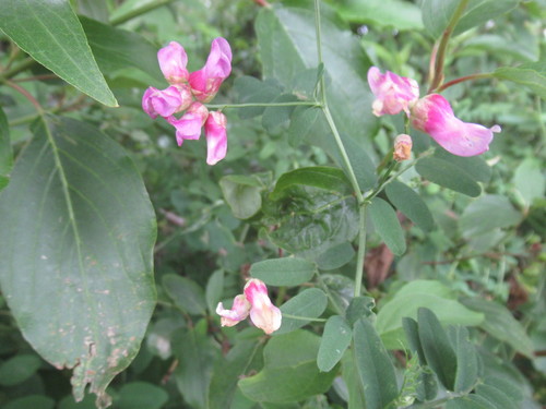 American vetch (Vicia americana)