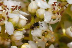 Hylaeus