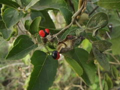 Rhynchosia precatoria