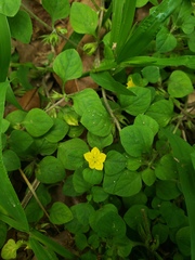 Lysimachia radicans