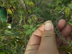 Rhynchosia precatoria