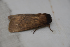 Bityla defigurata