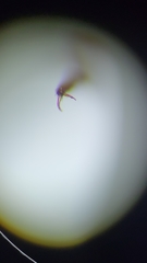 Megapenthes insignis