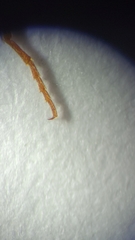 Megapenthes insignis