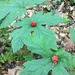 Goldenseal - Photo (c) Matt Tomlinson, some rights reserved (CC BY-NC)