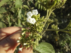 Heliotropium verdcourtii