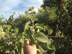Heliotropium verdcourtii