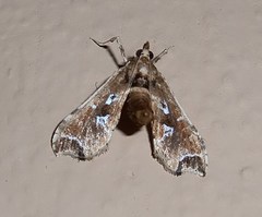 Leucinodes