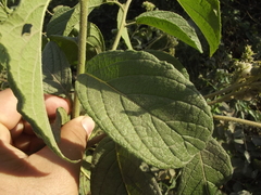 Heliotropium verdcourtii