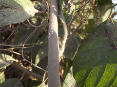 Heliotropium verdcourtii