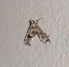 Leucinodes