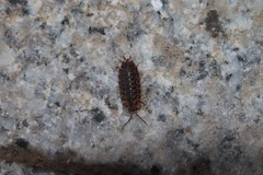 Koreoniscus racovitzai