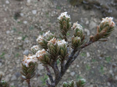 Pimelea mesoa mesoa