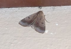 Ophiusa