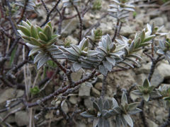Pimelea concinna