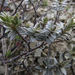 Pimelea concinna - Photo (c) John Barkla, algunos derechos reservados (CC BY), subido por John Barkla