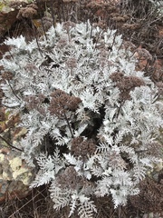 Constancea nevinii