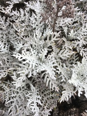 Constancea nevinii