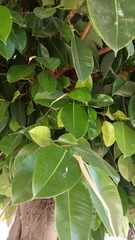Ficus elastica