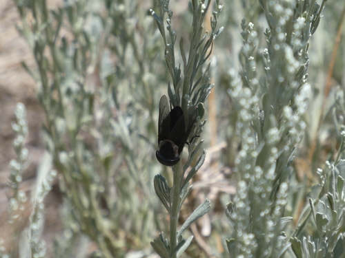 Western Black Horse Fly photo 4