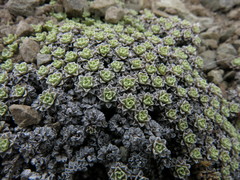 Raoulia parkii