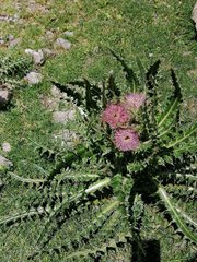 Cirsium nivale