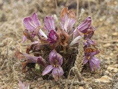 Aphyllon californicum californicum