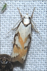 Cosmaresta anarrecta