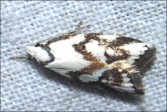 Cosmaresta anarrecta