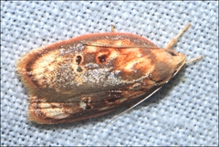 Eochrois sarcoxantha