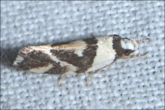 Eremnotypa steriphota