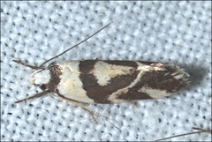 Eremnotypa steriphota