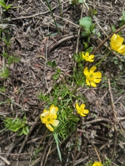 Ranunculus adoneus