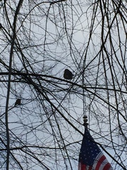 Turdus migratorius